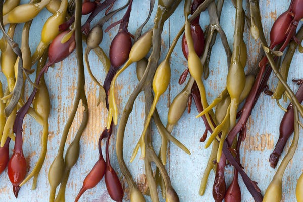 Ingredient Spotlight: Bladderwrack Seaweed