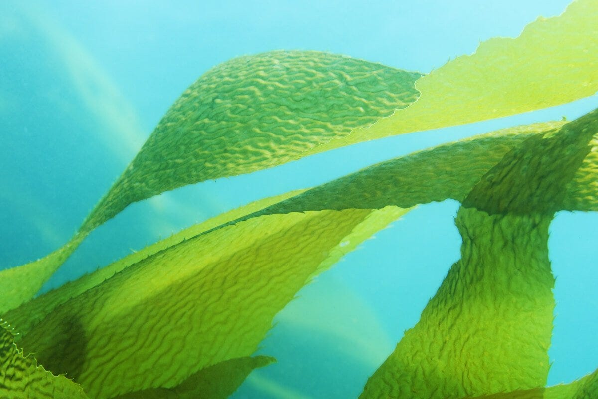 The Next Big Thing: Seaweed